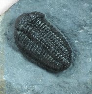 Pliomera fischeri Norwegian Trilobite