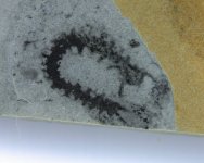 Ayshaeia Lobopodia Fossil