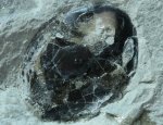 Tremataspis schmidti Silurian Jawless Fish Fossil 