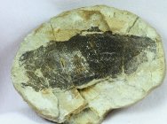 Birkenia elegans Agnathan Jawless Fish Fossil