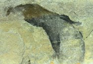 Lanarkia Thelodont Fish Fossil