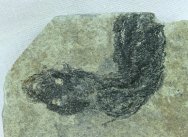 Birkenia Paleozoic Fish