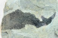 Thelodontiformes Fish Fossil