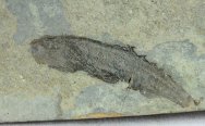Birkenia elegans Anaspid Fish Fossil