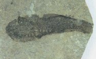 Lanarkia horrida Thelodontiformes Fish Fossil