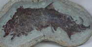 Rare Cheiracanthus Acanthodian Fossil Fish