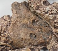 Trimerorhachis Permian Amphibian Fossil