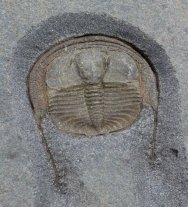 Lloydolithus lloydi UK Trilobite