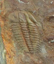 Olenus micurus Cambrian Trilobite