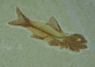 Amphiplaga brachyptera  Green River Fossil Fish