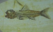 Amphiplaga Green River Fish Fossil