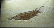 Atractosteus Gar Fish Fossil