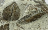 Phyllograptus archaios Graptolite Fossils