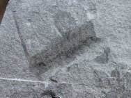Lobopodian Fossil
