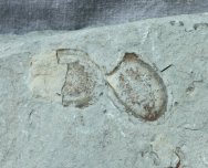 Crumillospongia Cambrian Fossil Sponges from Utah