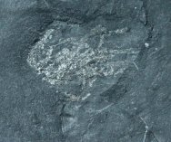 Yuknessia Algal Fossil